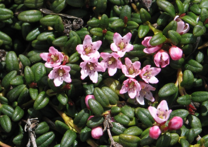 Alpine Azalea photo 2
