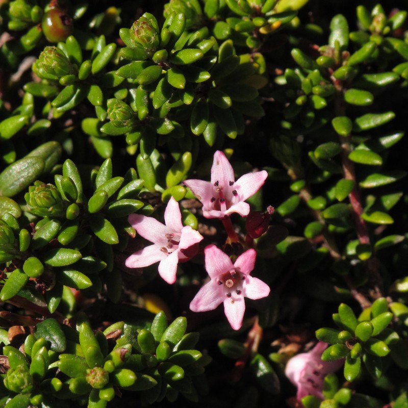 Alpine Azalea photo 3