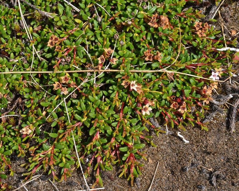 Alpine Azalea photo 4