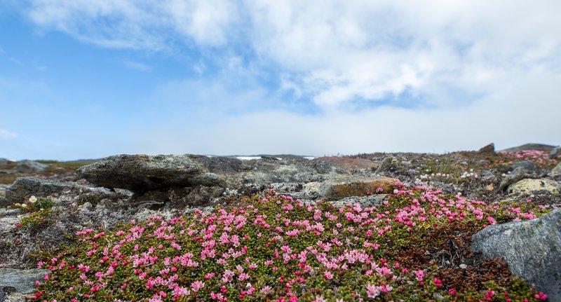 Alpine Azalea photo 5