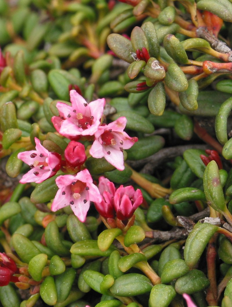 Alpine Azalea photo 6