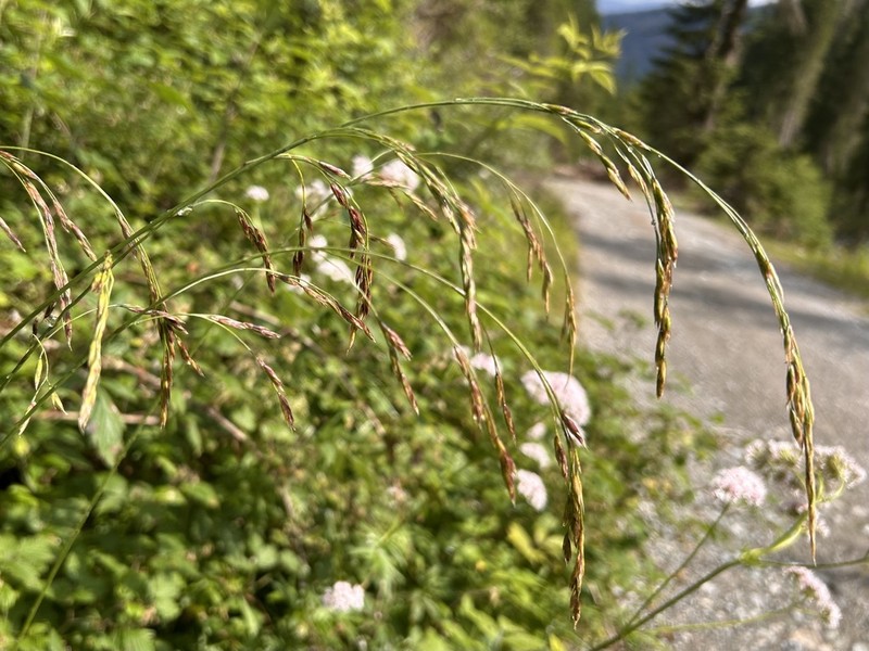 Lolium apenninum