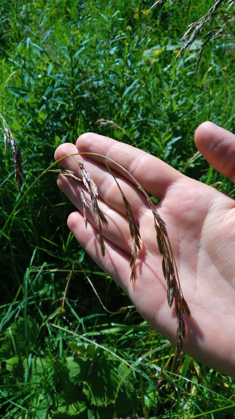Lolium apenninum photo 3