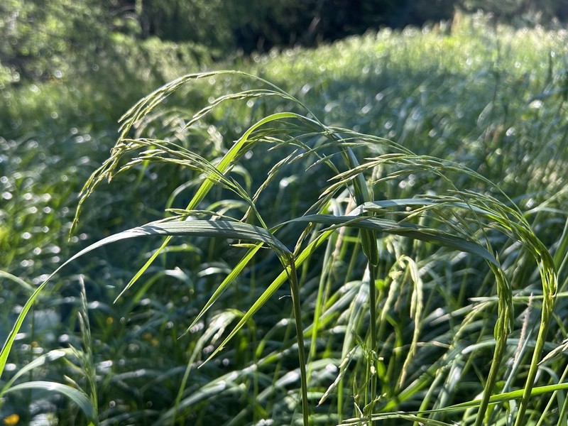 Lolium apenninum photo 4