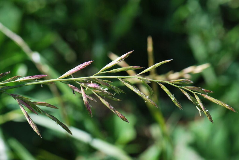Lolium apenninum photo 5