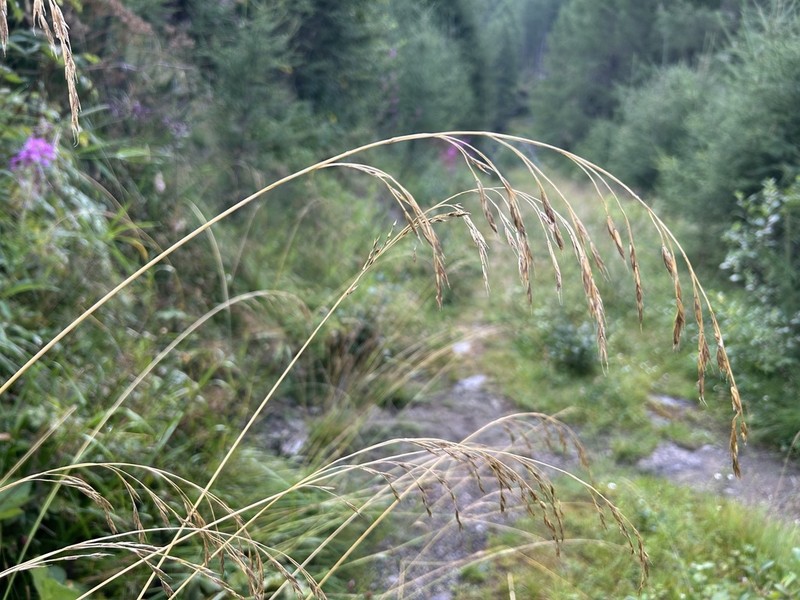 Lolium apenninum photo 6
