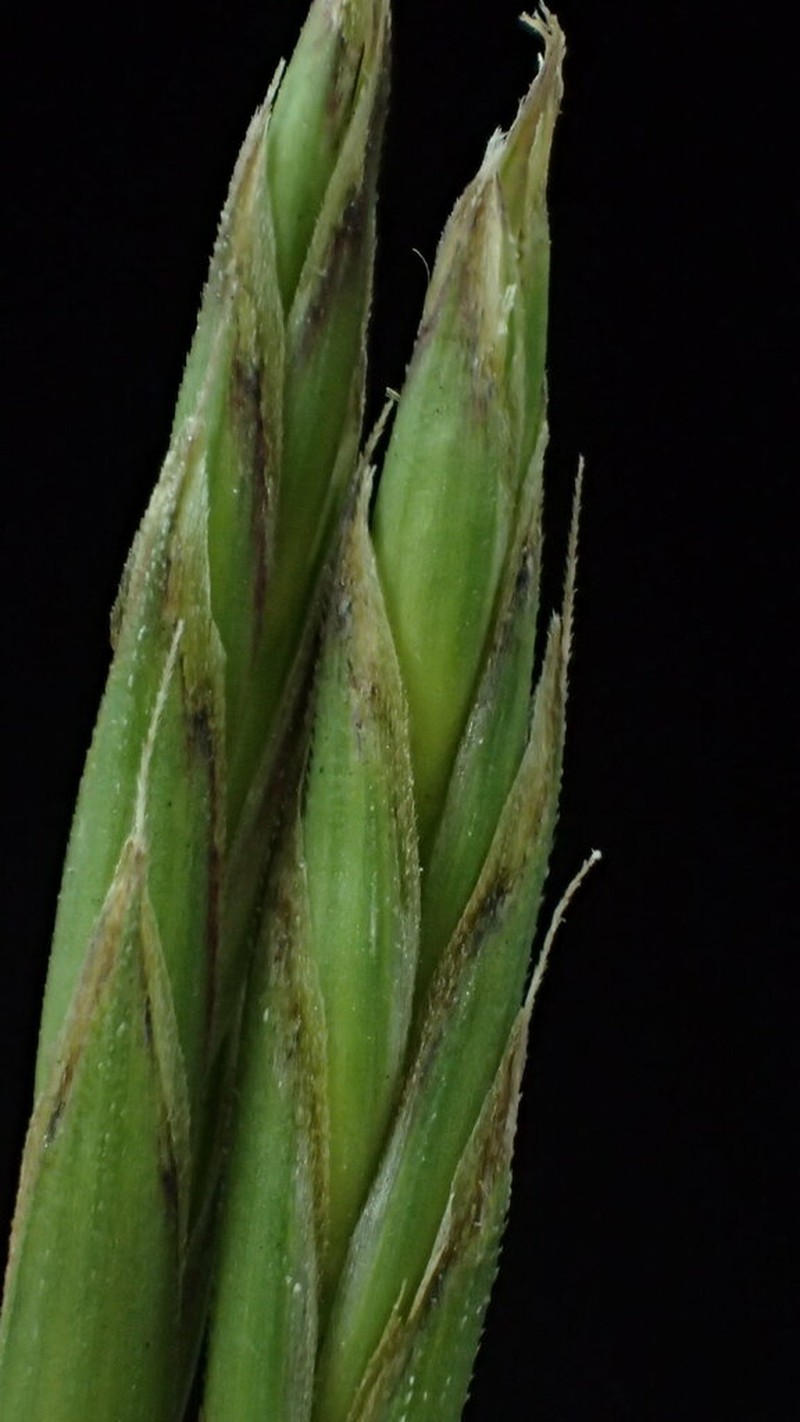 Lolium apenninum photo 7