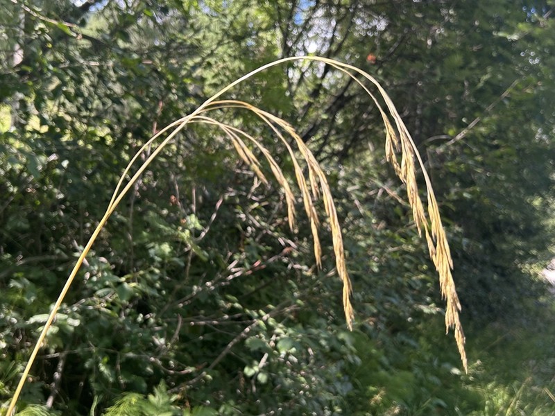 Lolium apenninum photo 8