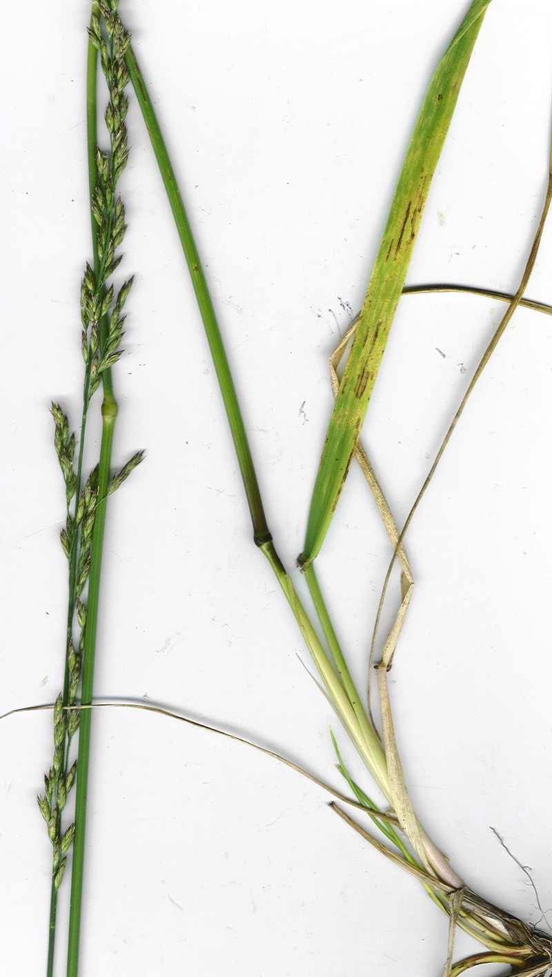 Tall Fescue photo 3