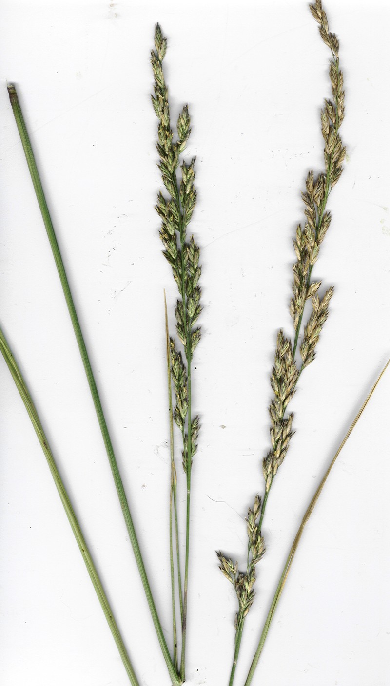Tall Fescue photo 4