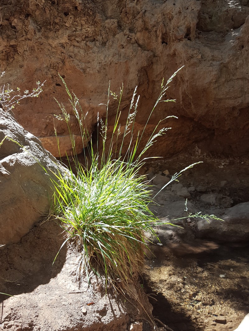 Tall Fescue photo 5