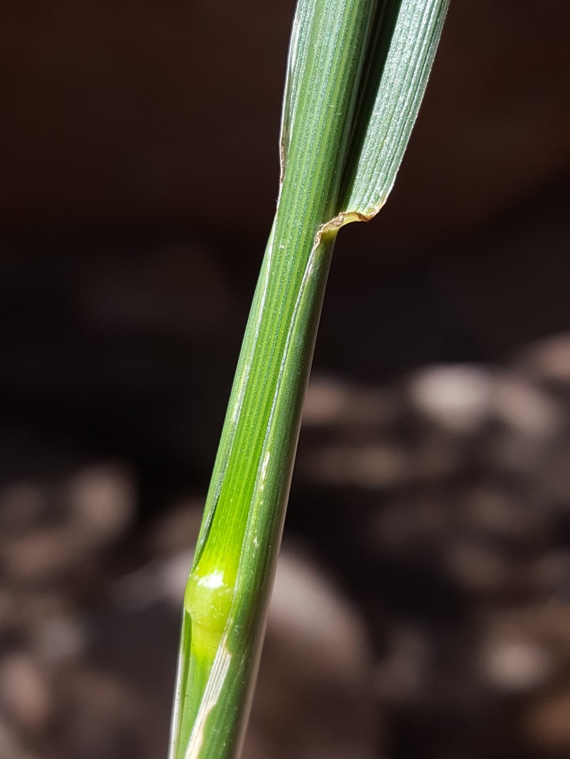 Tall Fescue photo 7