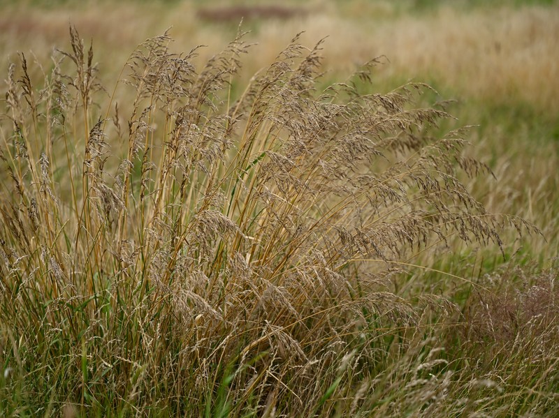 Tall Fescue photo 8