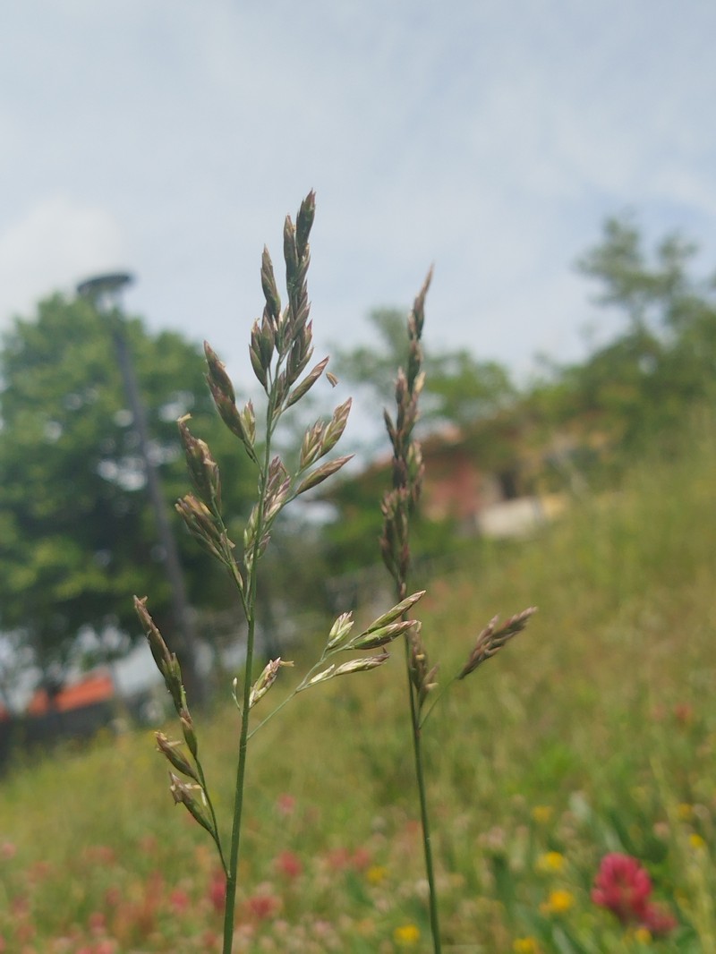 Lolium arundinaceum subsp. arundinaceum