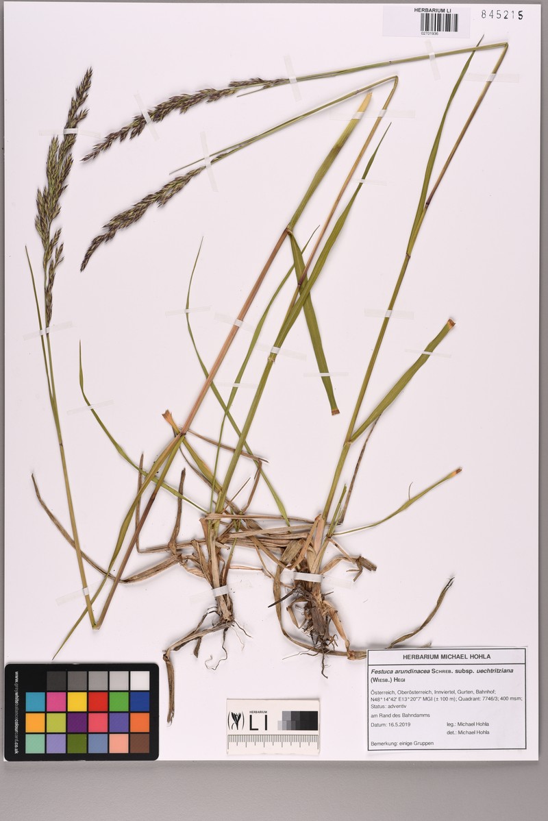 Lolium arundinaceum subsp. arundinaceum photo 2