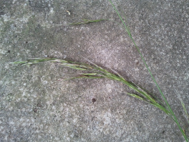 Giant Fescue photo 7