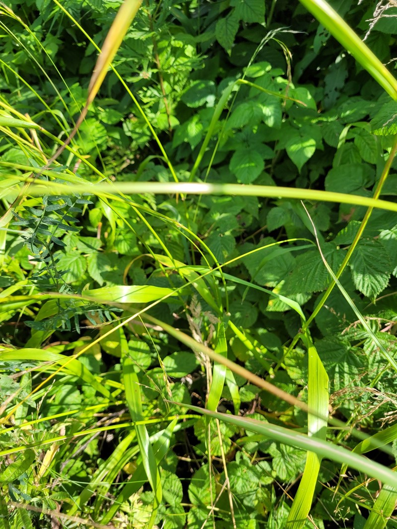 Giant Fescue photo 8