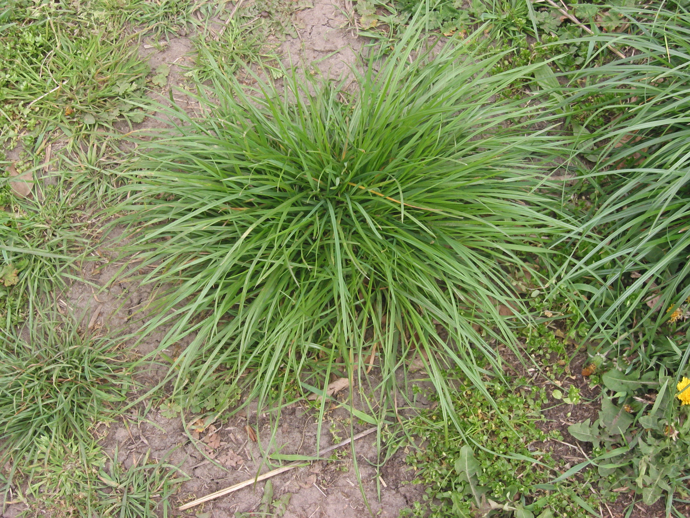 Perennial Ryegrass photo 2