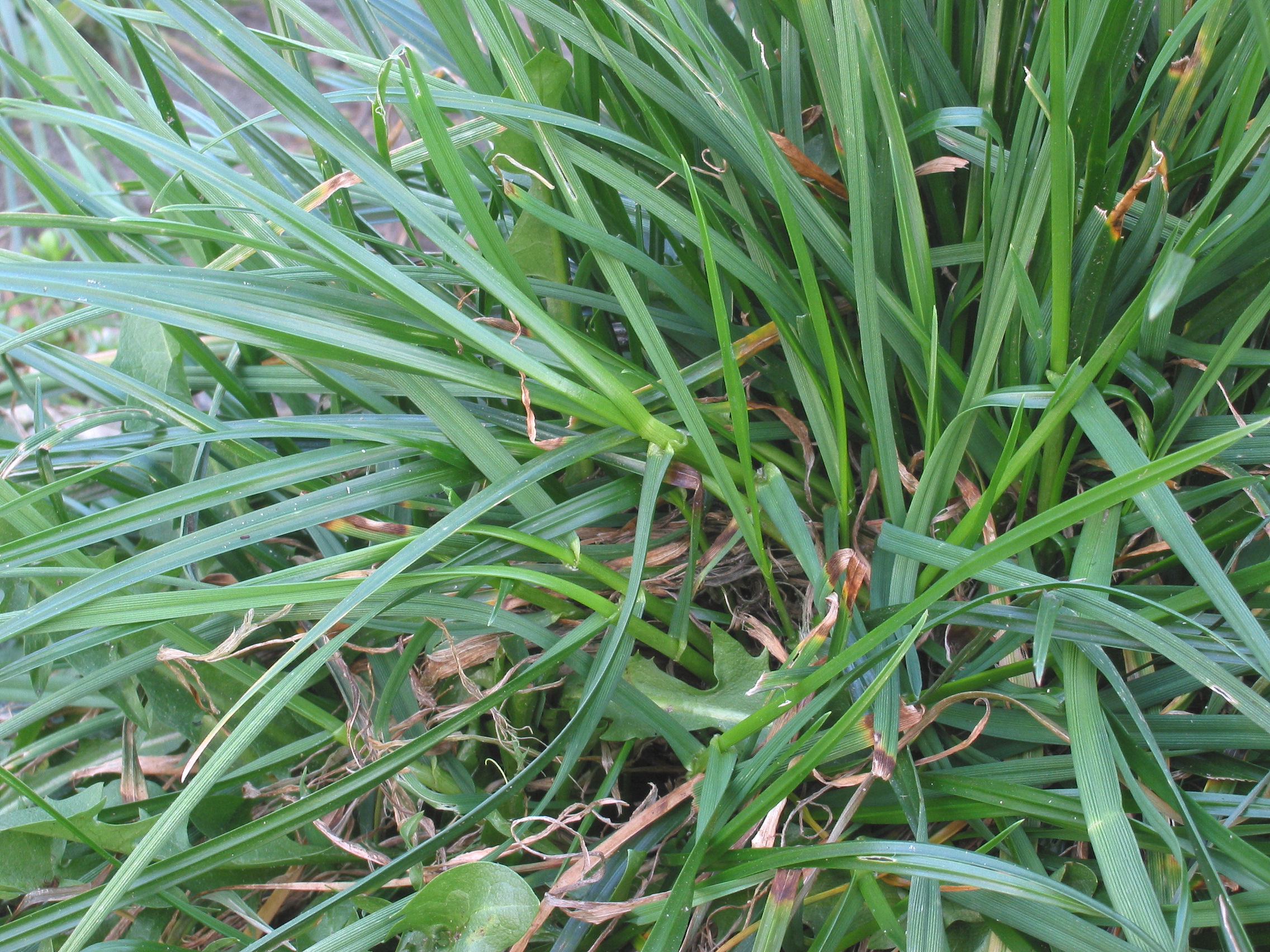 Perennial Ryegrass photo 3