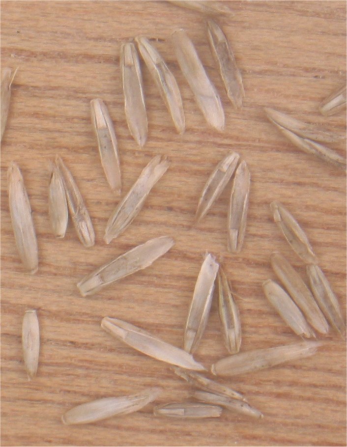 Perennial Ryegrass photo 4