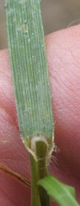 Perennial Ryegrass photo 5