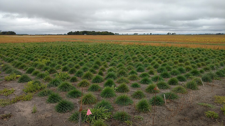 Perennial Ryegrass photo 6