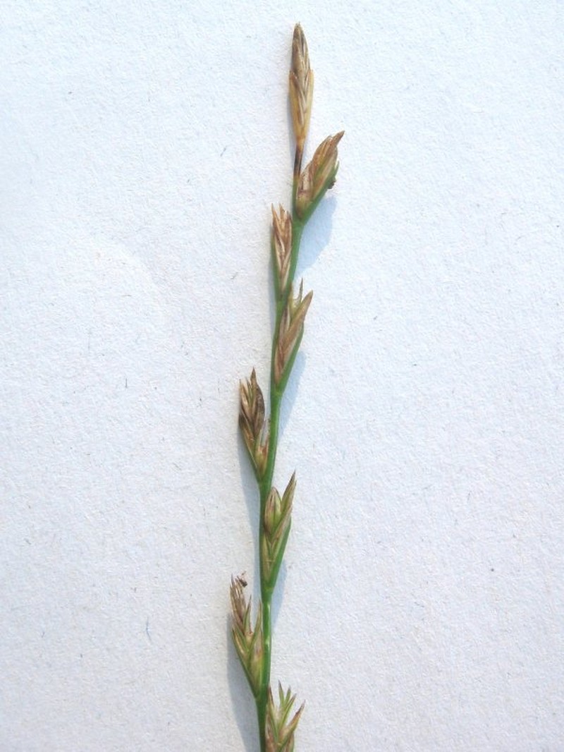 Perennial Ryegrass photo 7
