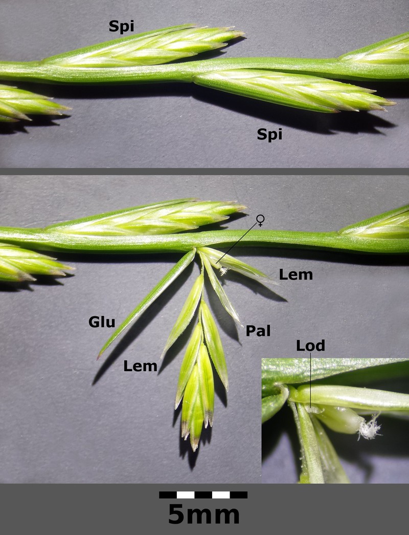 Perennial Ryegrass photo 8