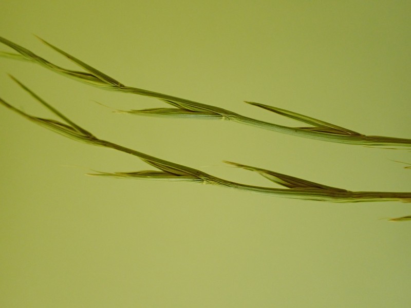 Persian Ryegrass photo 4