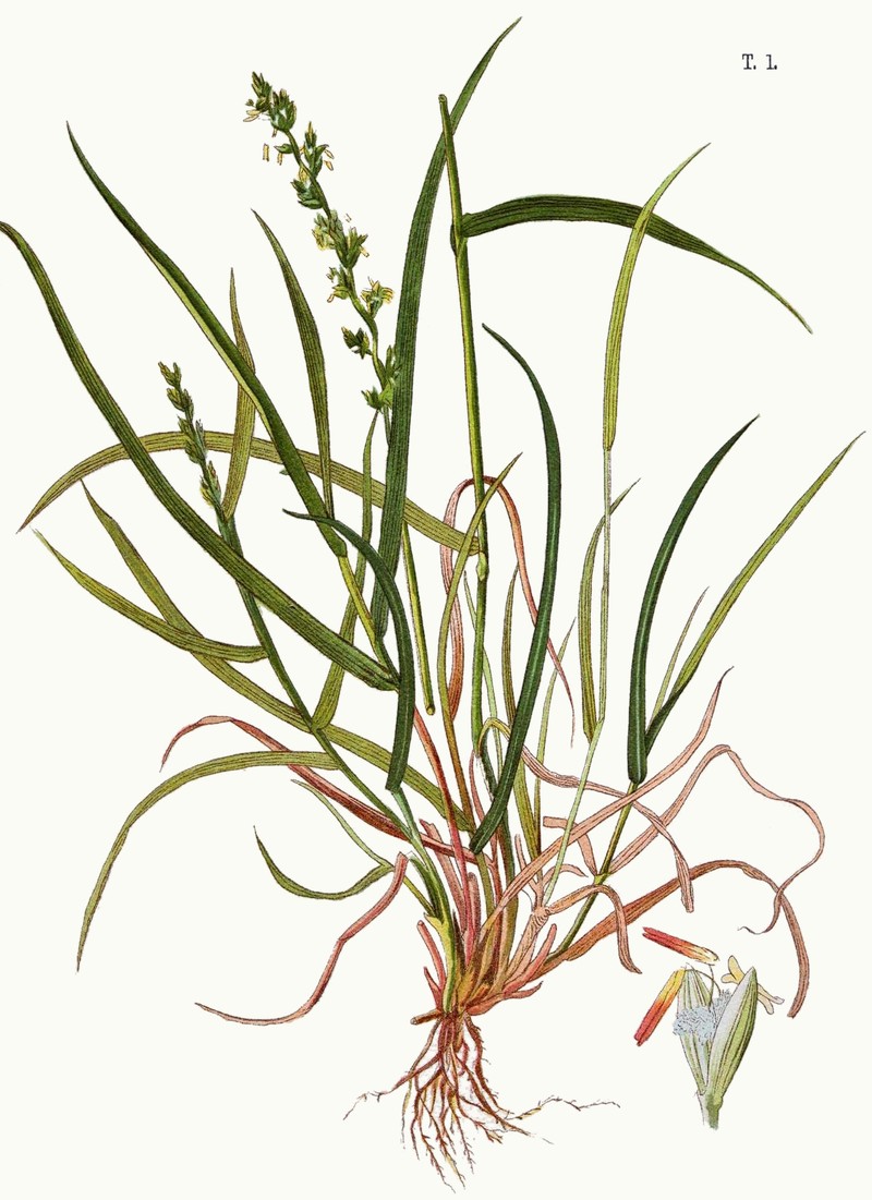 Persian Ryegrass photo 5