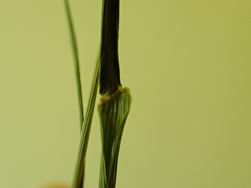 Persian Ryegrass photo 2