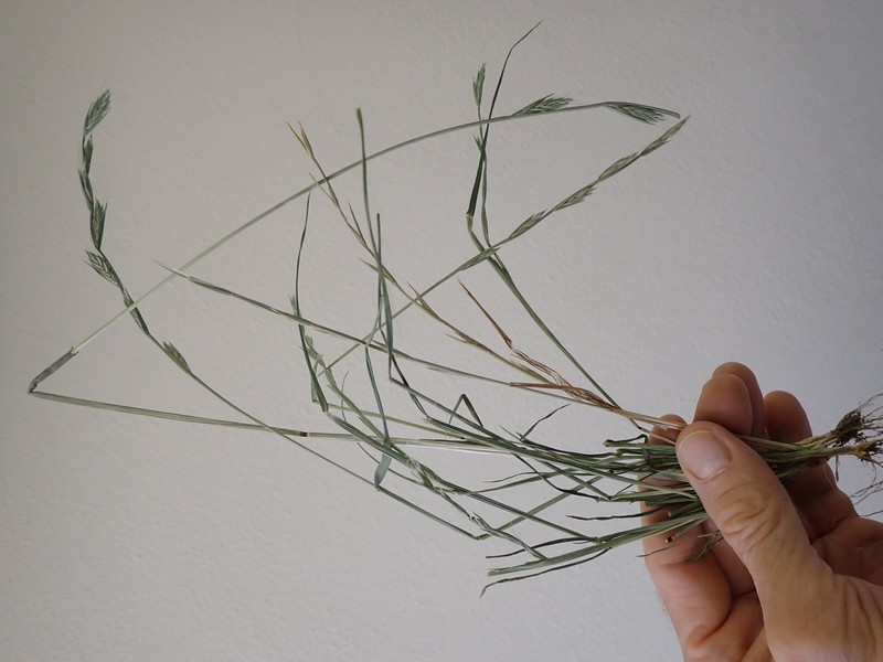 Persian Ryegrass photo 3