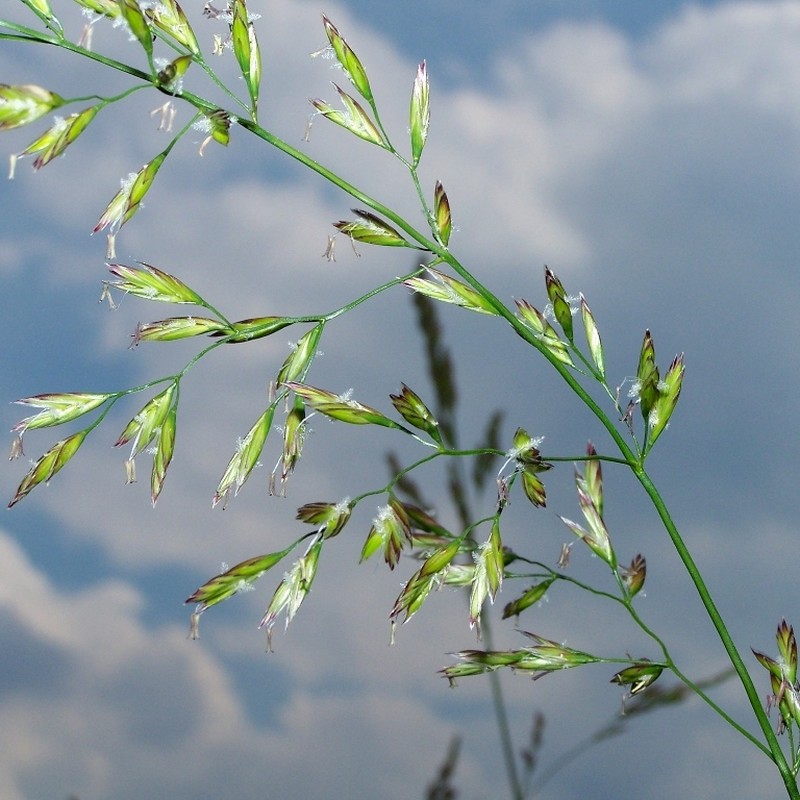 Meadow Fescue photo 8