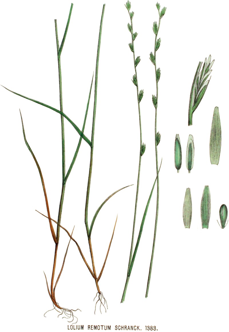 Remote Ryegrass photo 2