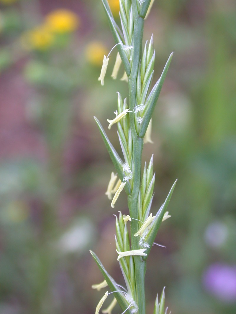 Wimmera Ryegrass photo 2