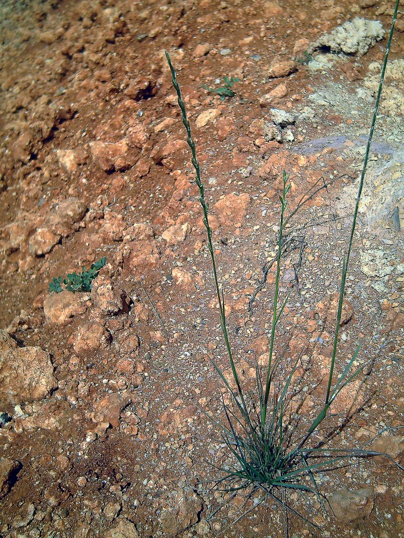 Wimmera Ryegrass photo 3