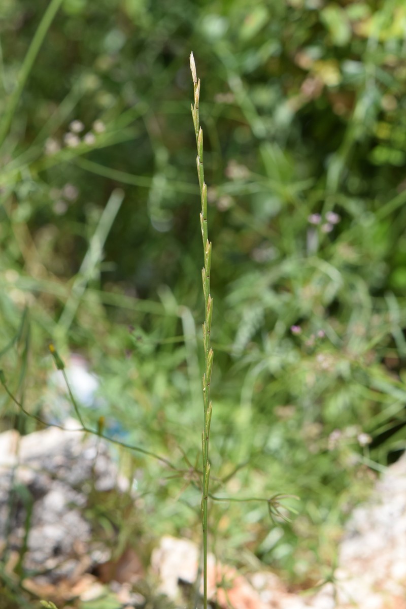 Wimmera Ryegrass photo 4