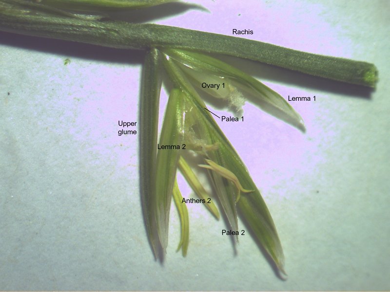 Wimmera Ryegrass photo 5