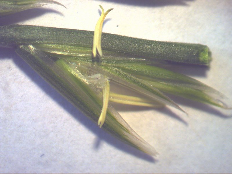 Wimmera Ryegrass photo 6