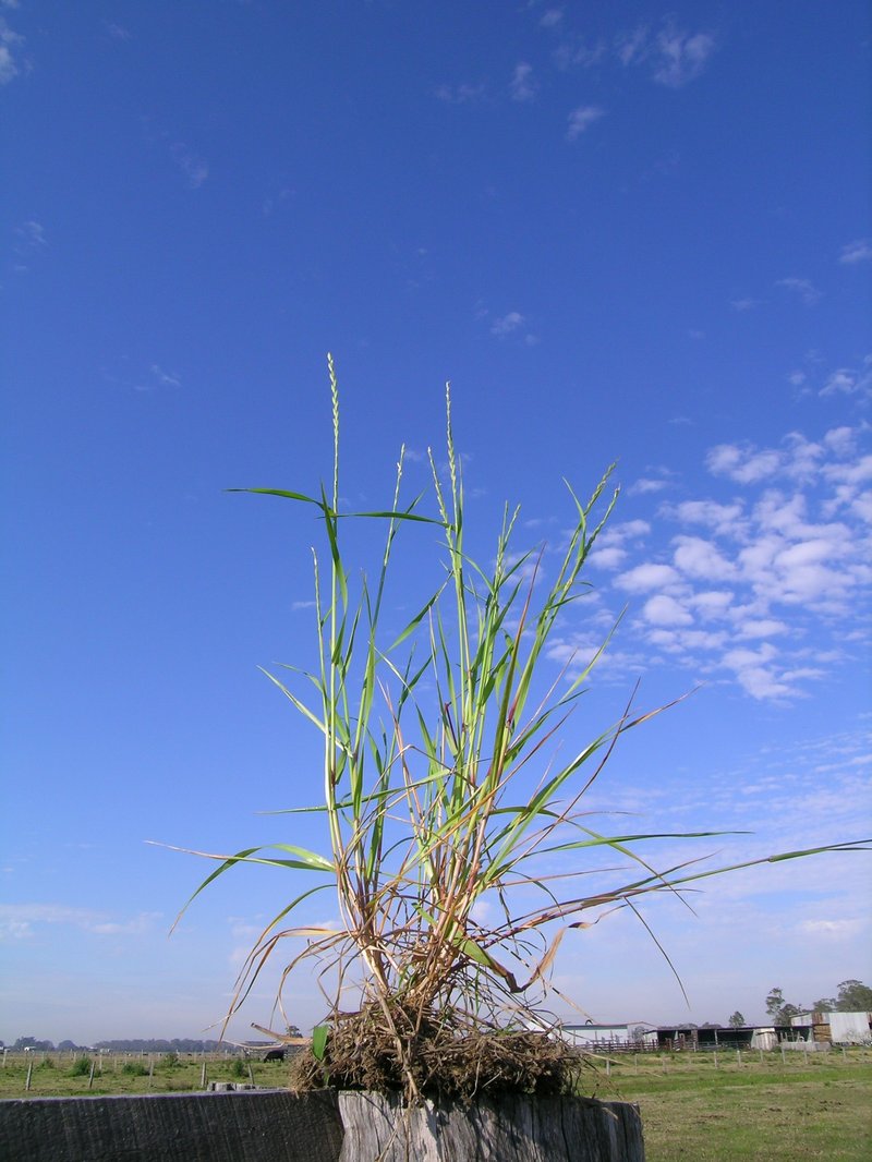 Wimmera Ryegrass photo 7