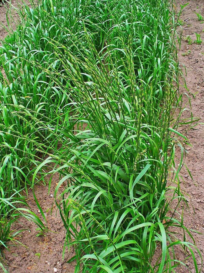 Darnel Ryegrass photo 2
