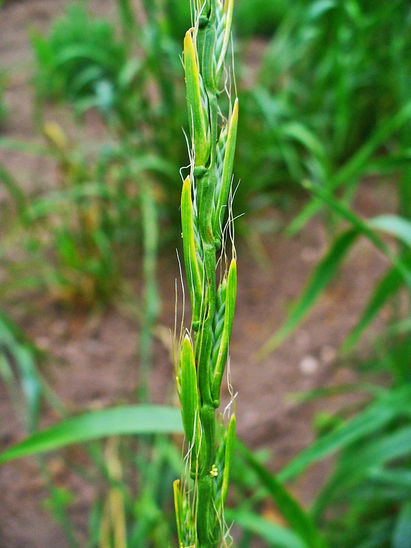 Darnel Ryegrass photo 3
