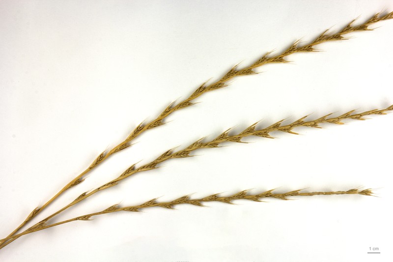 Darnel Ryegrass photo 4