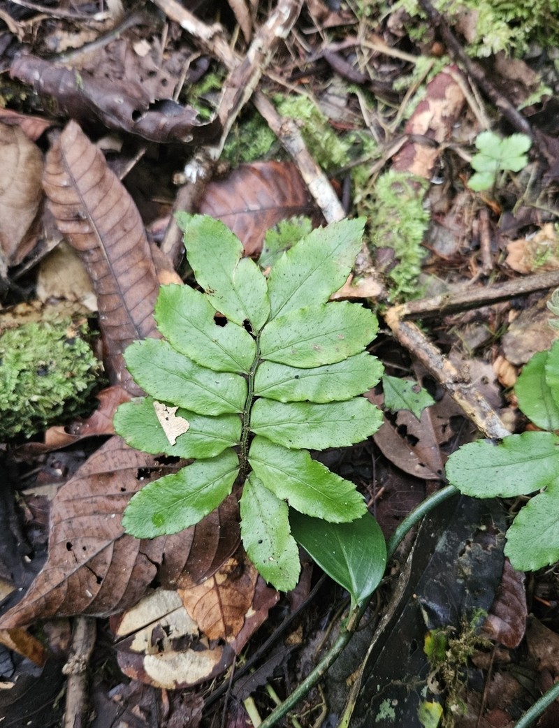 Lomagramma brassii