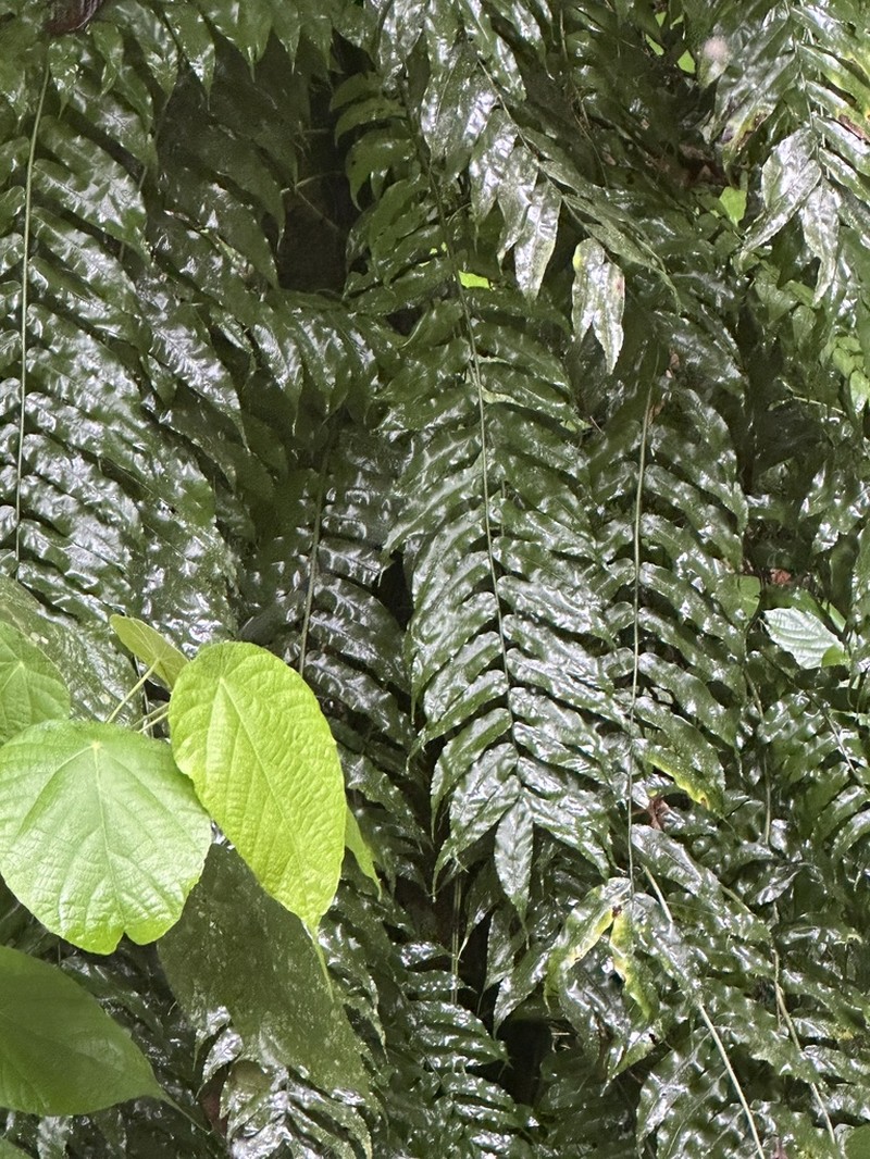Lomagramma brooksii