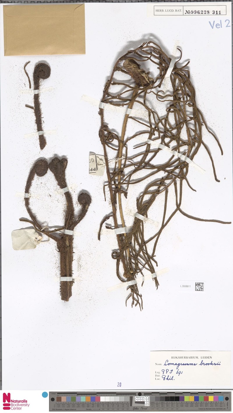 Lomagramma brooksii photo 3