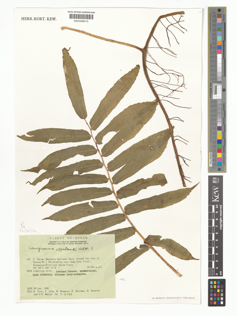 Lomagramma copelandii