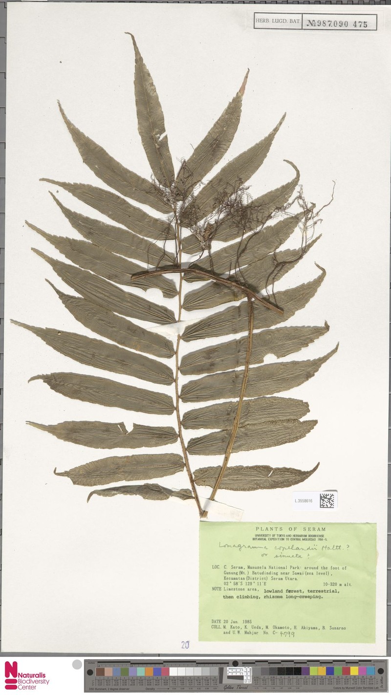 Lomagramma copelandii photo 2