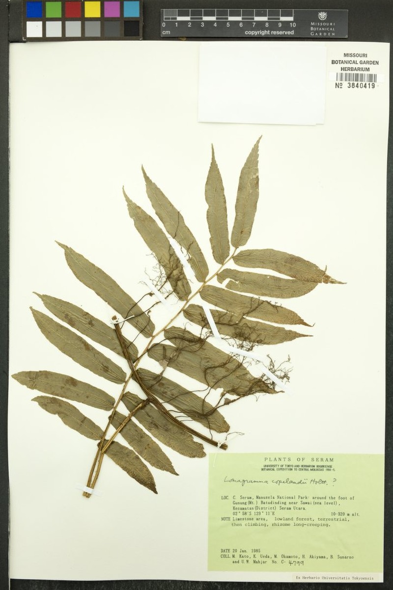 Lomagramma copelandii photo 3