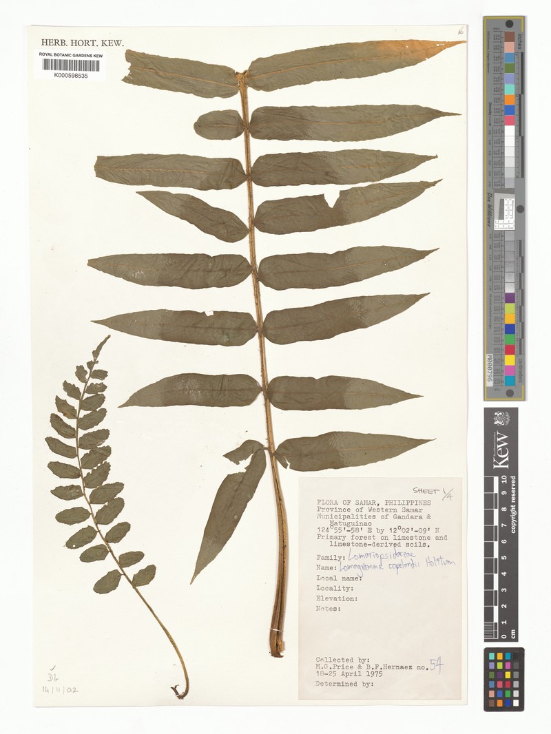 Lomagramma copelandii photo 4